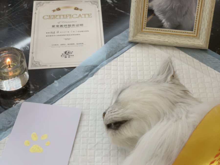 双手轻托猫咪 paws 的温暖瞬间